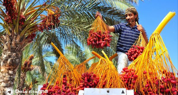 من خيرات بلادي - البلح