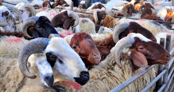 سوق الأضاحي 2011