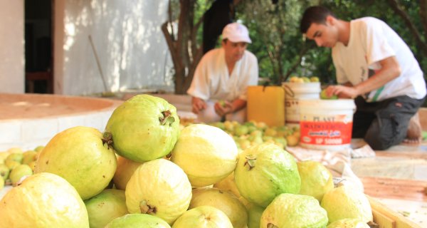 الجوافة ثمرة شهية ورائحة زكية - صور