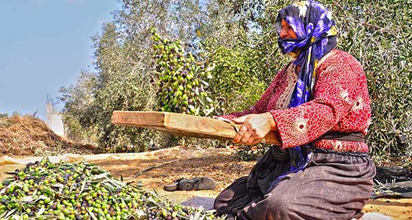 بالصور بدء موسم قطف الزيتون 2015