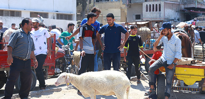 خان يونس- مظاهر شراء وبيع الأضاحي