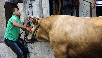 عيد الأضحى المبارك 2019 - القواسمة