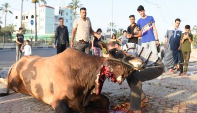 عيد الاضحى- الوطن- 2020- السطر الشرقي